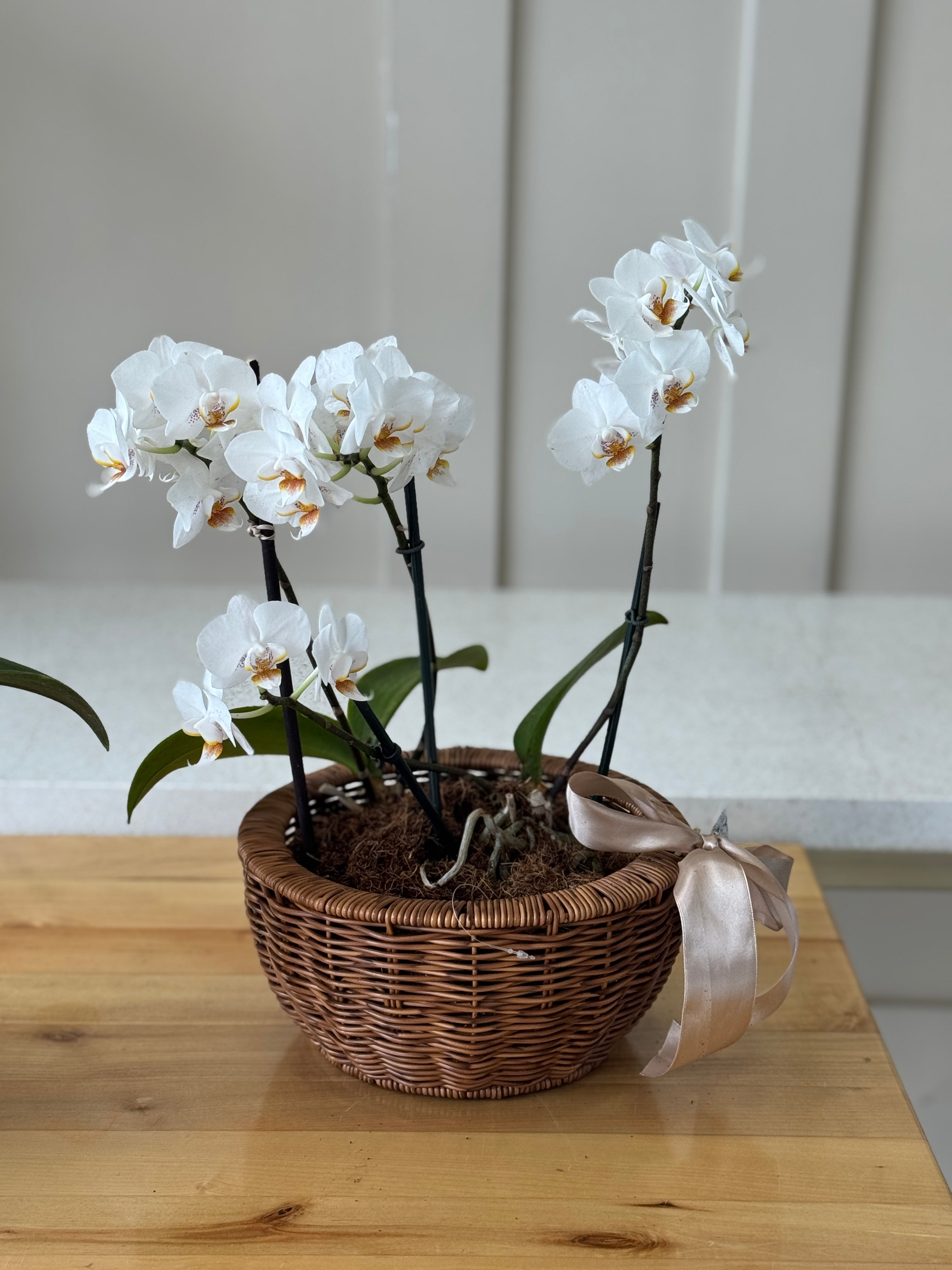 ORQUIDEAS