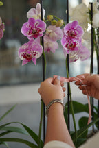 ORQUIDEA