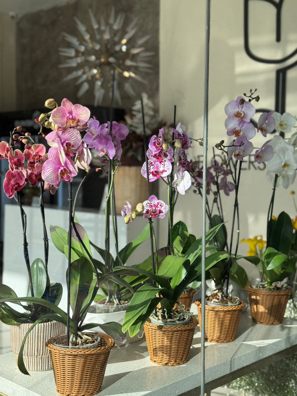 ORQUIDEA