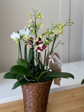 JARDIN DE MINIS ORQUIDEAS