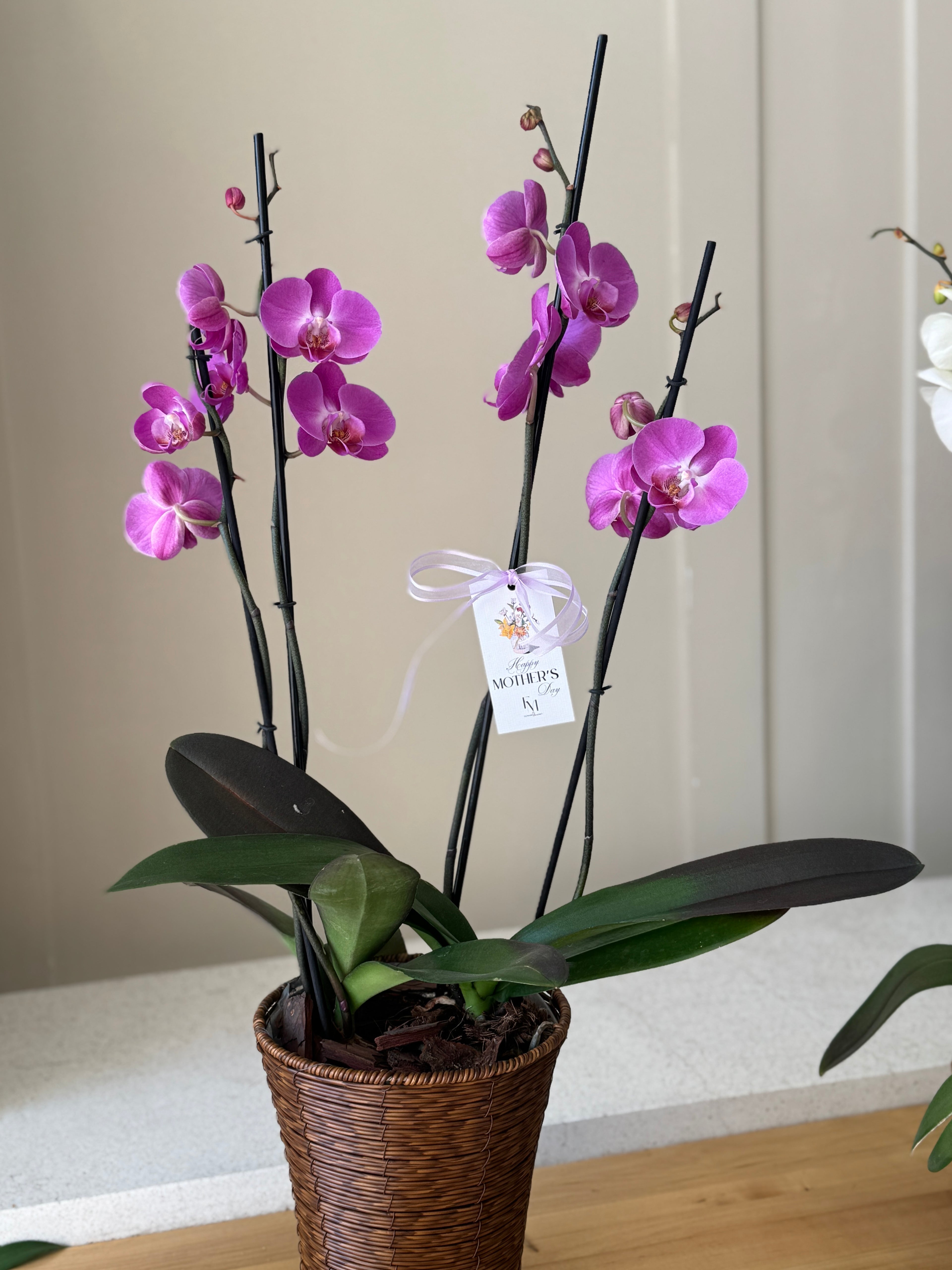 JARDIN DE ORQUIDEAS