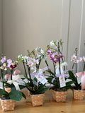 MINI ORQUIDEA
