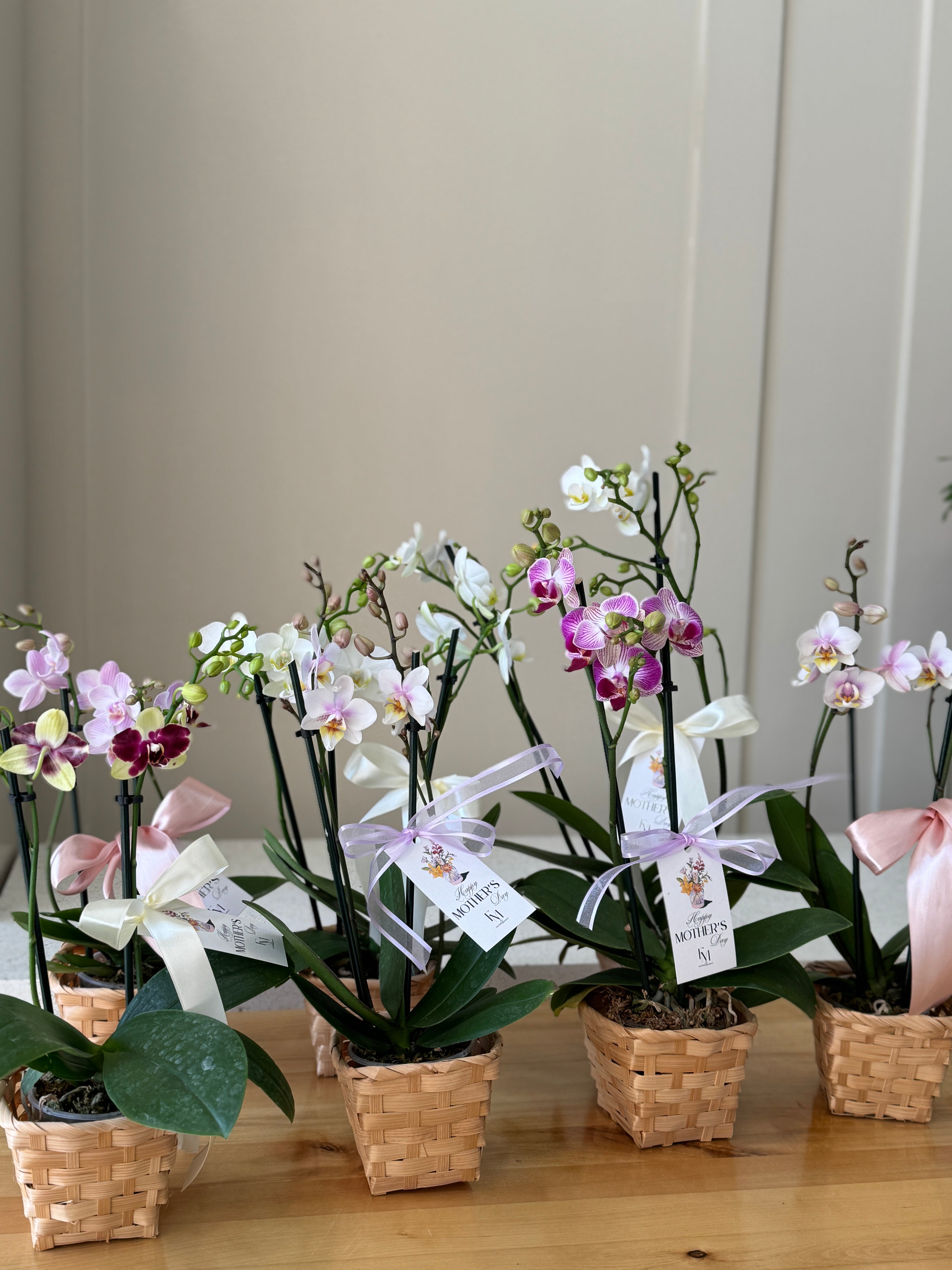 MINI ORQUIDEA